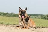 MALINOIS 375